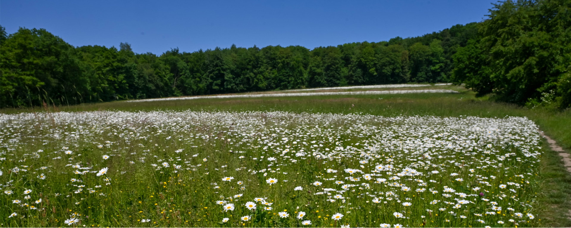 Nachhaltiges Grillen beim Langen Tag der StadtNatur